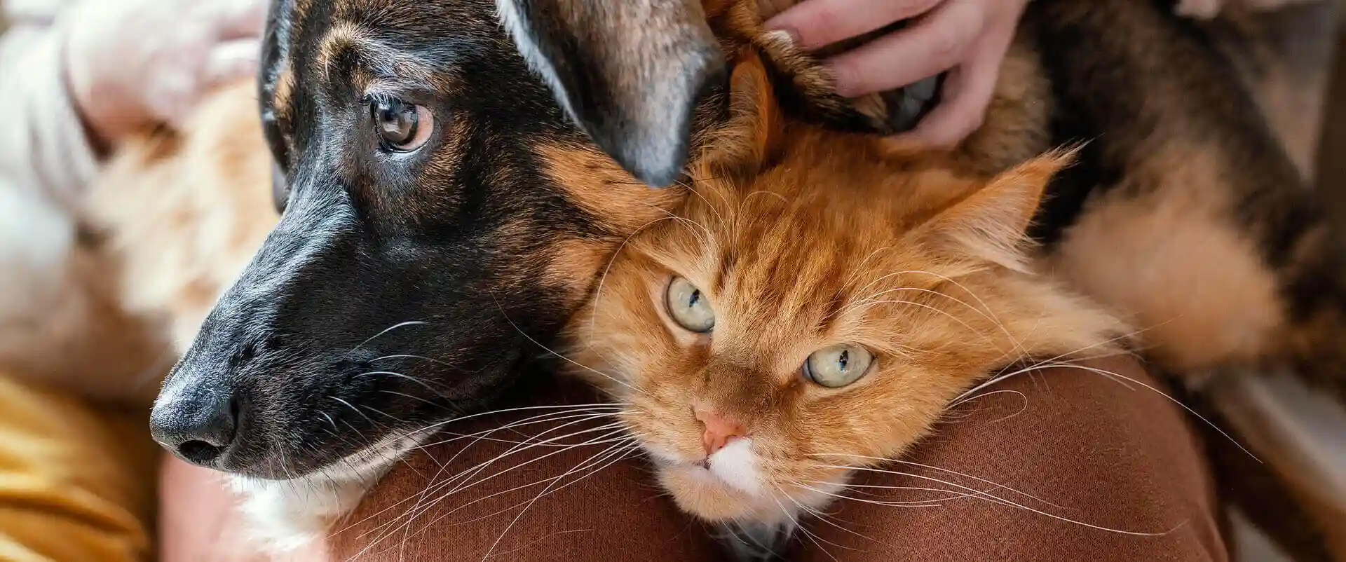 How Technology Enhances the Science Behind Aquamation in Pet Hospice Care