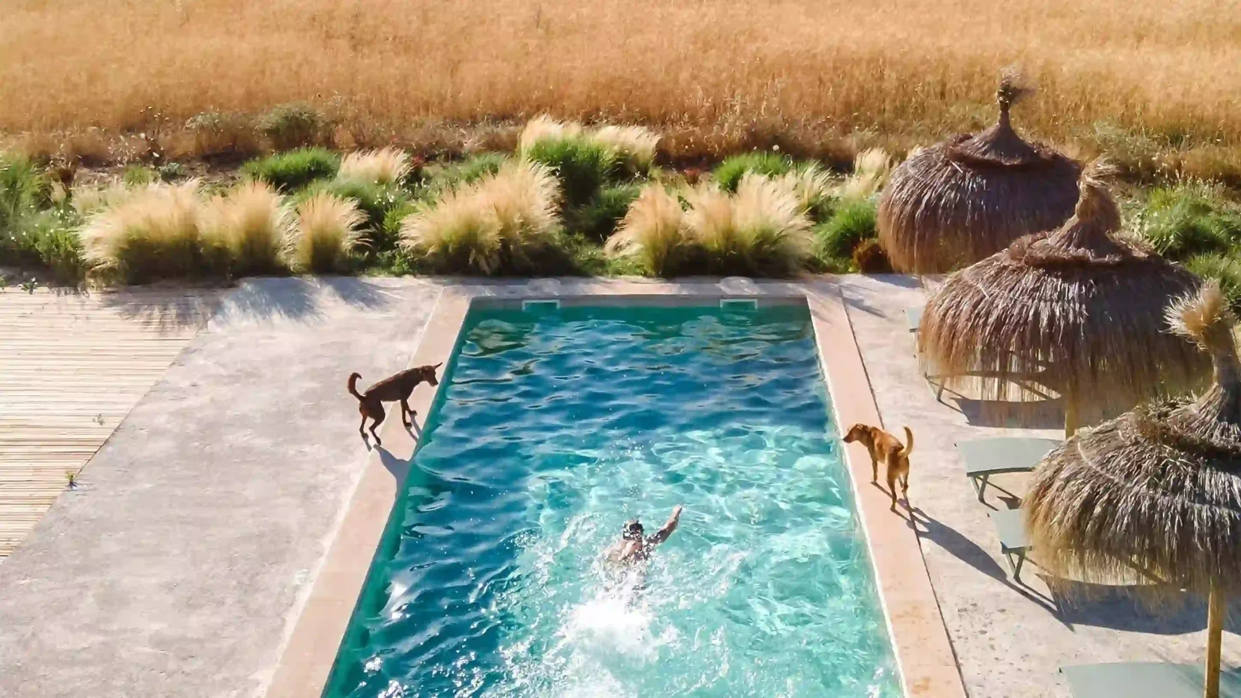 Tech Features Every Pet-Friendly Luxury Villa Should Have for a Perfect Vacation