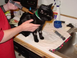 what is pet tube feeding